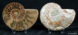 Inch Cut/Polished Ammonite #3027-1
